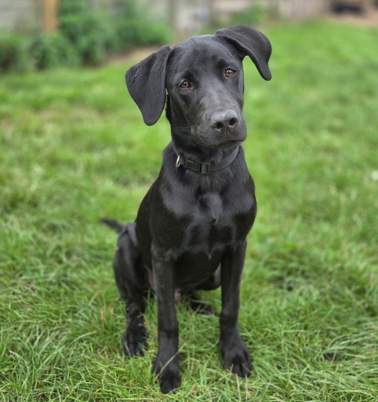 Blue, Therapy Dog (in training)